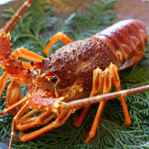 ボイル伊勢海老